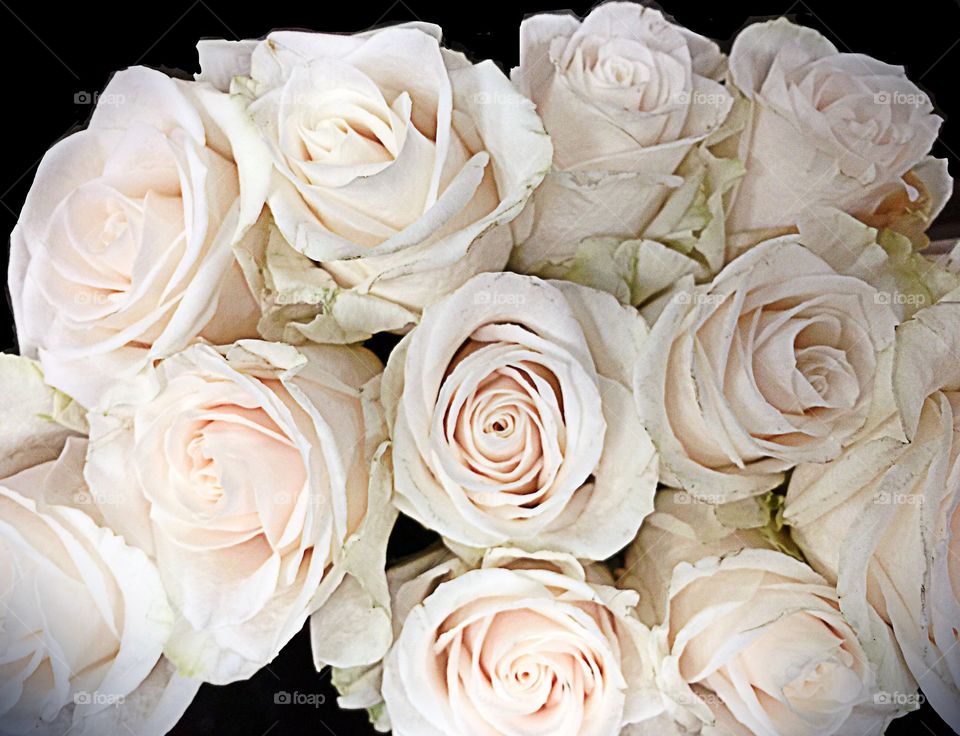 White roses. White roses