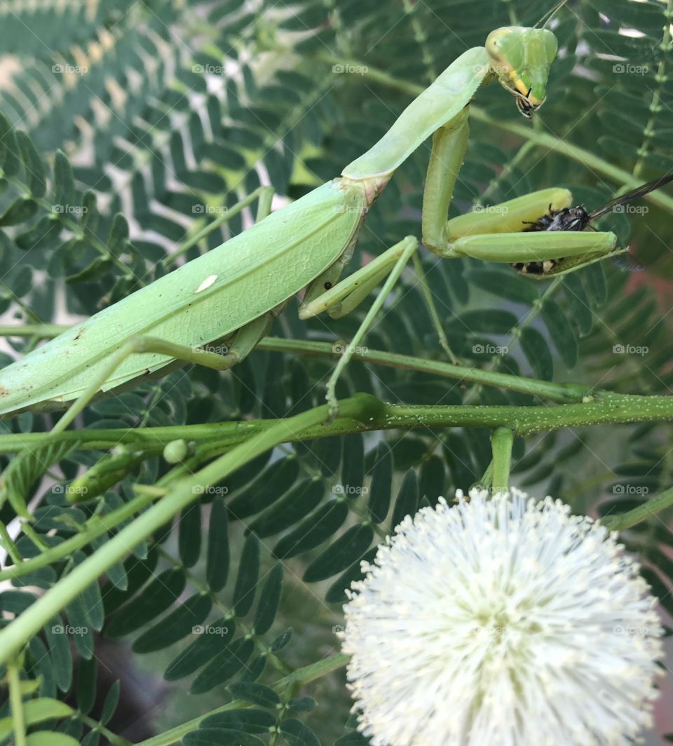 MANTIS