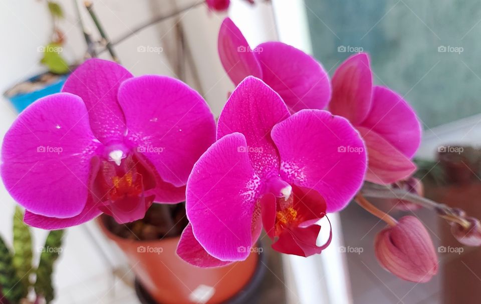 Orquídea linda, cor vibrante que atrai todos os olhares.