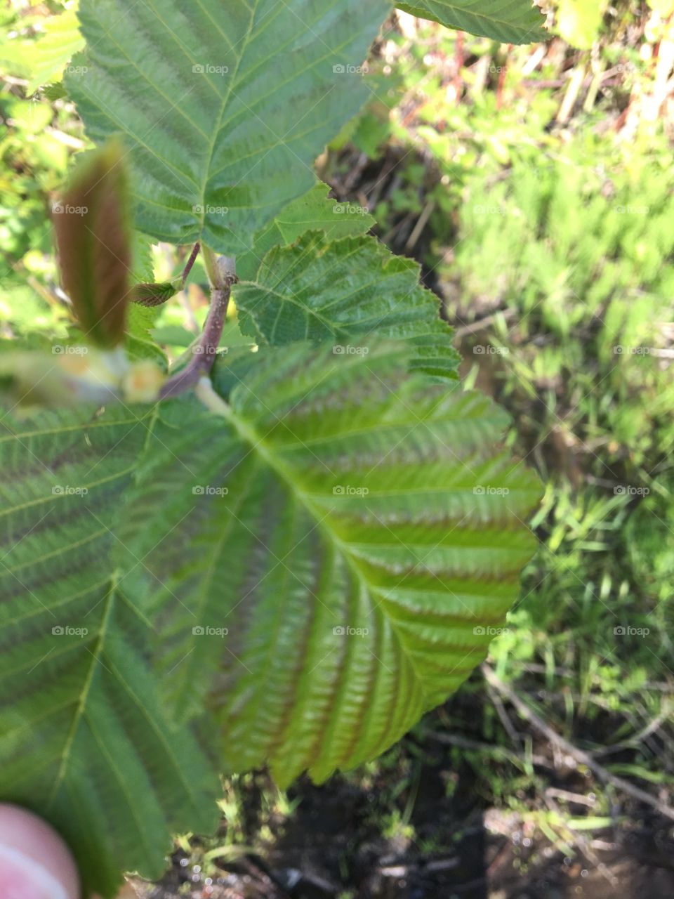 Leaf closeup 