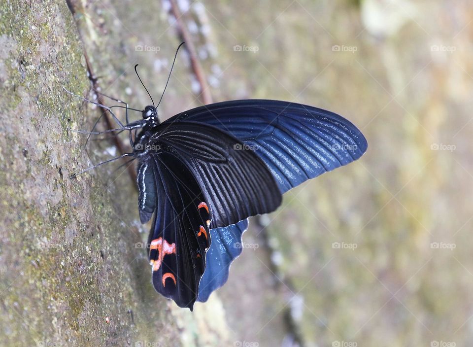 Beautiful and cute butterfly