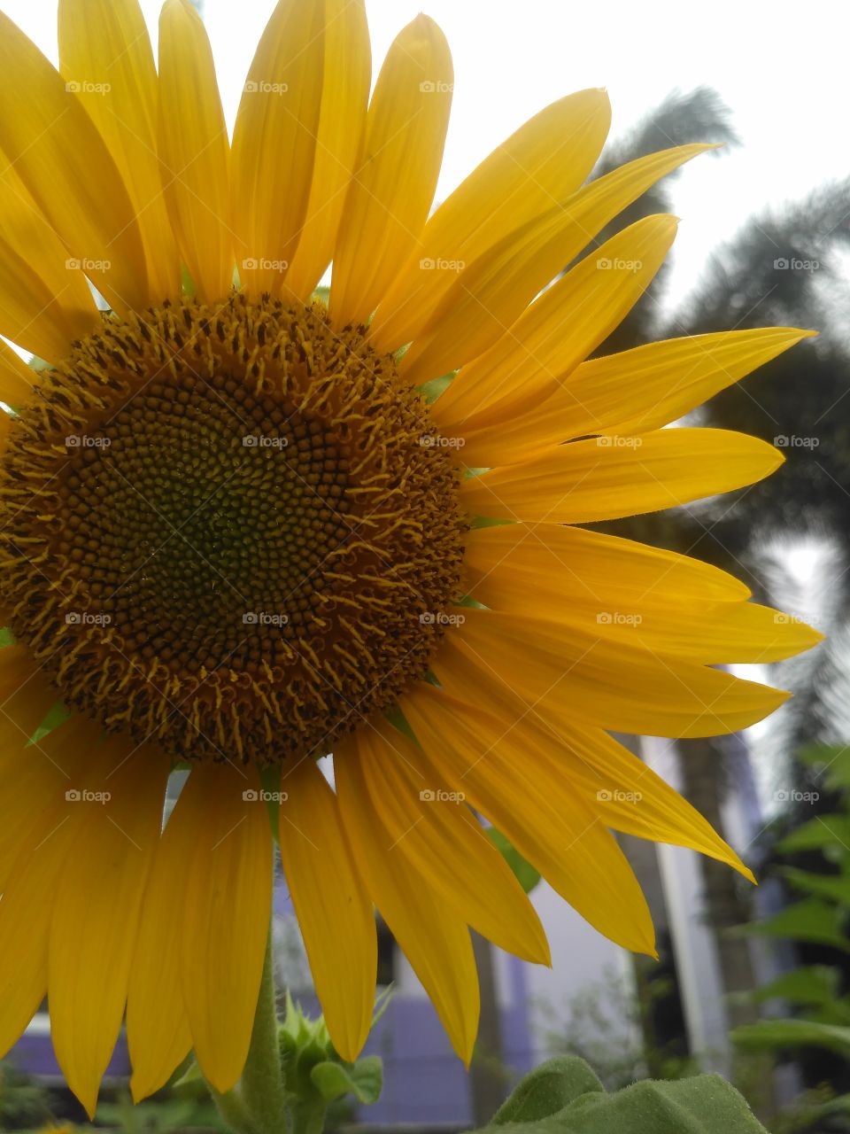 Photograpy macro of sunflower