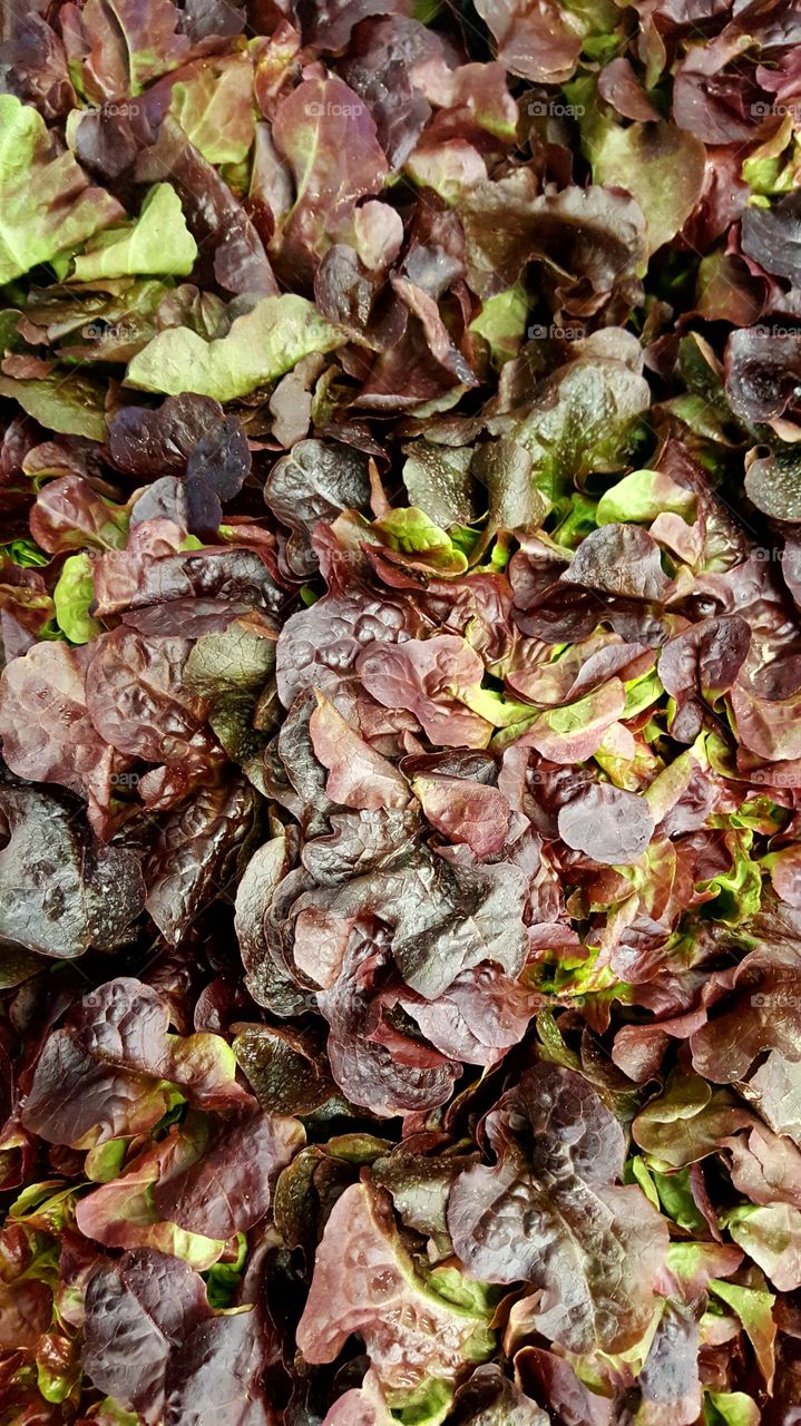 Close-up of oakleaf lettuce