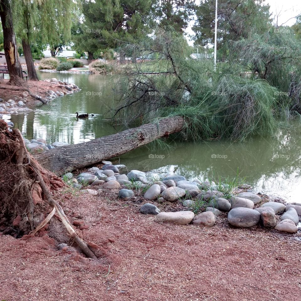 Uprooted- Arizona windstorm