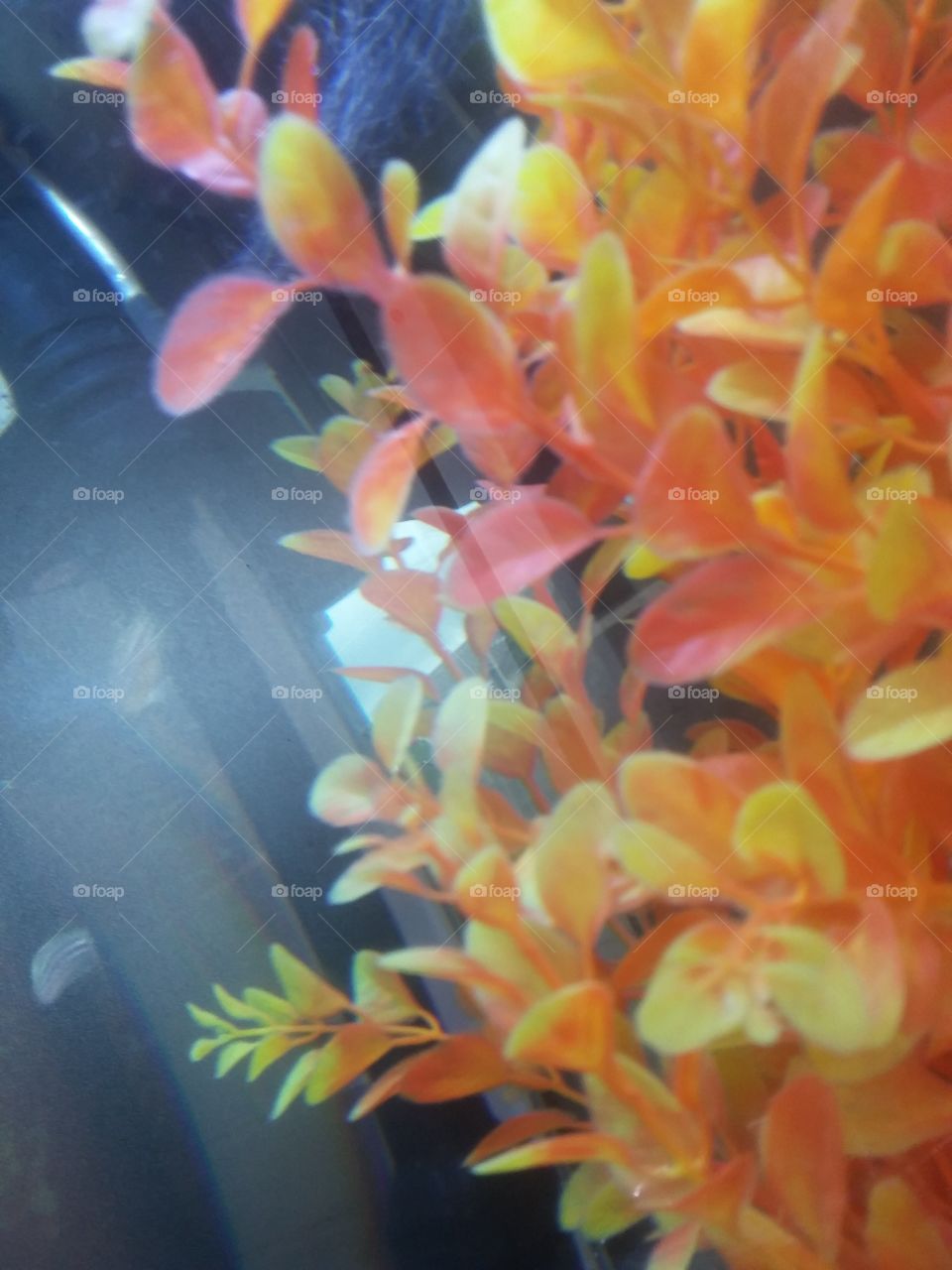 A picture of fish i a tank having a great time😀😊