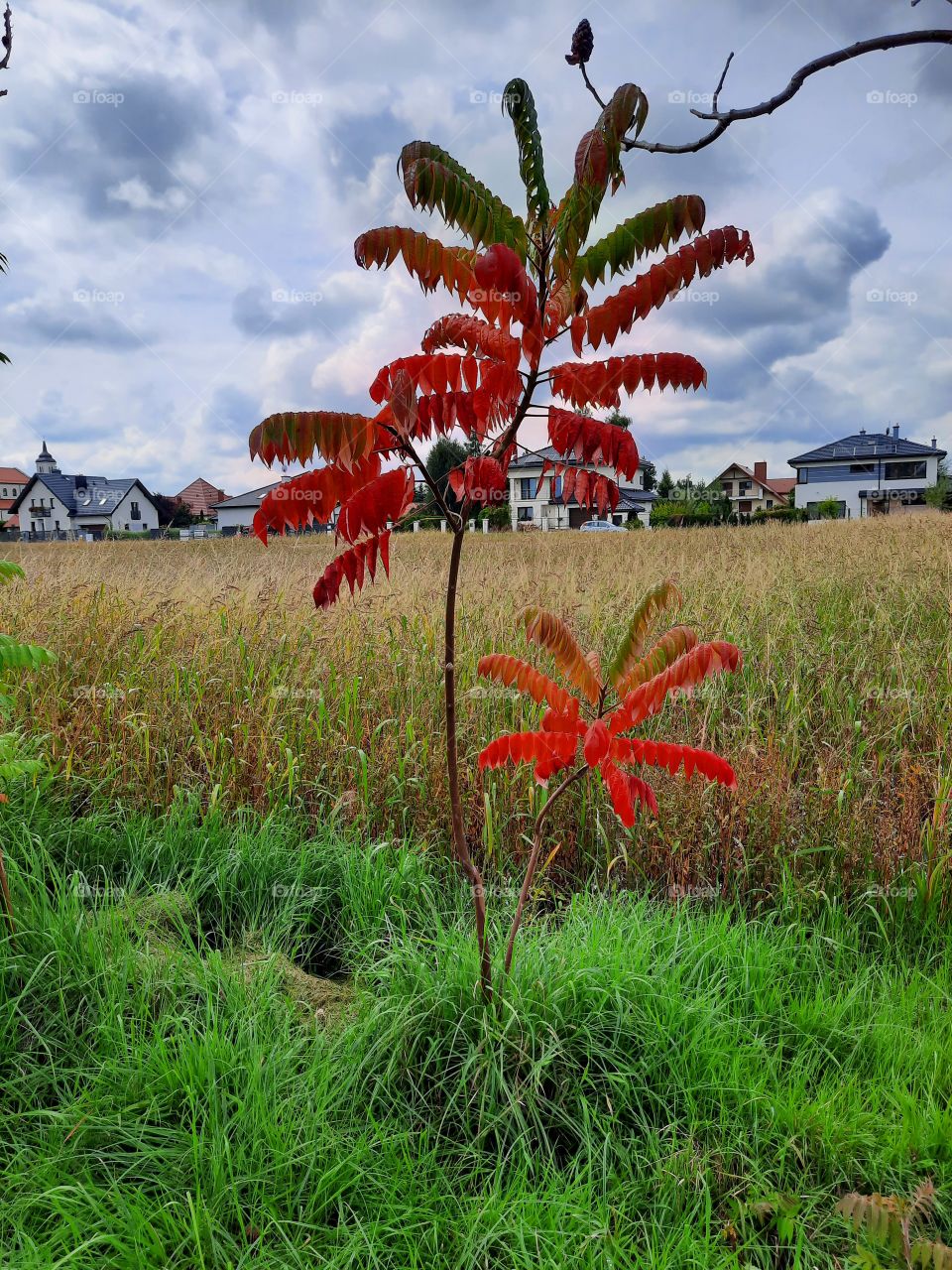 red leaves of sumac tree