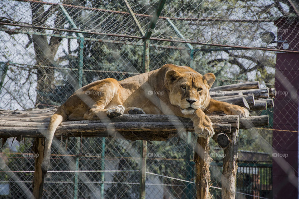 lioness in a zoo