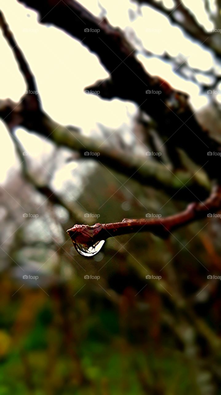 raindrop falling from branch Dew Rain Close-up Closeup Macro Photography Dewdrop Water