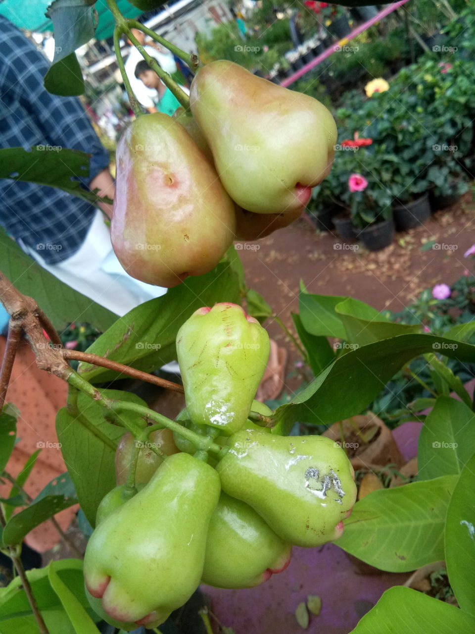 Fruit