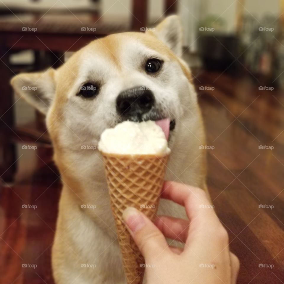 pup eating ice cream first time