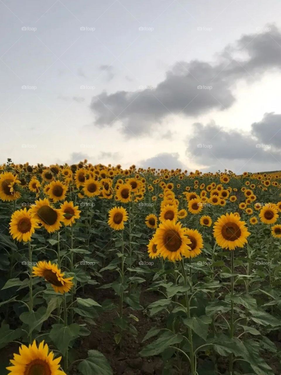 One of the attractions of the sunflower field for me was watching the sunrise and sunset, the flowers turn east and west with sunrise and sunset. Walking among the flowers has a unique magical and relaxing feeling.