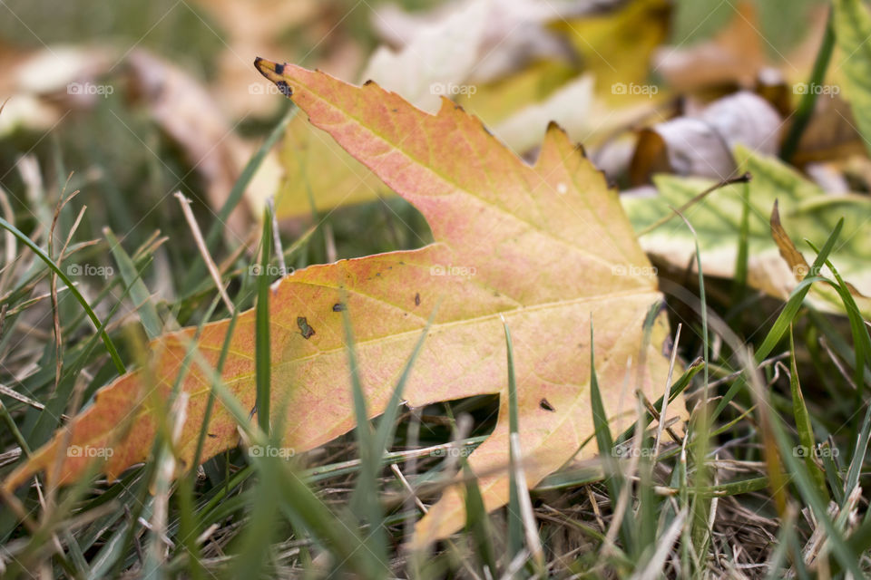 Fallen leaves