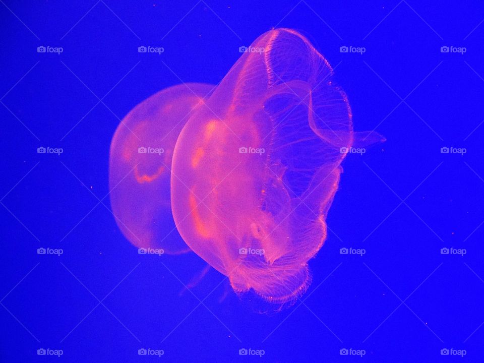 Jellyfish