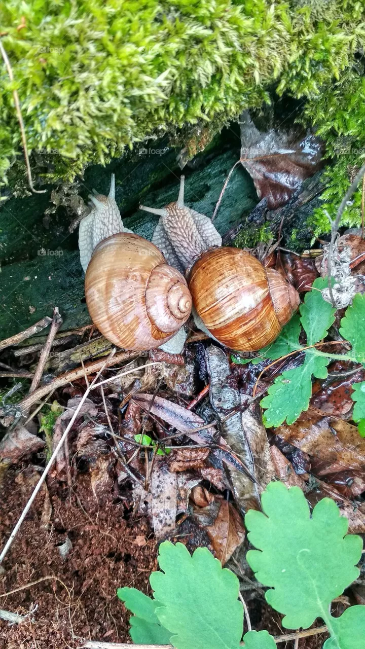 Lovely pair