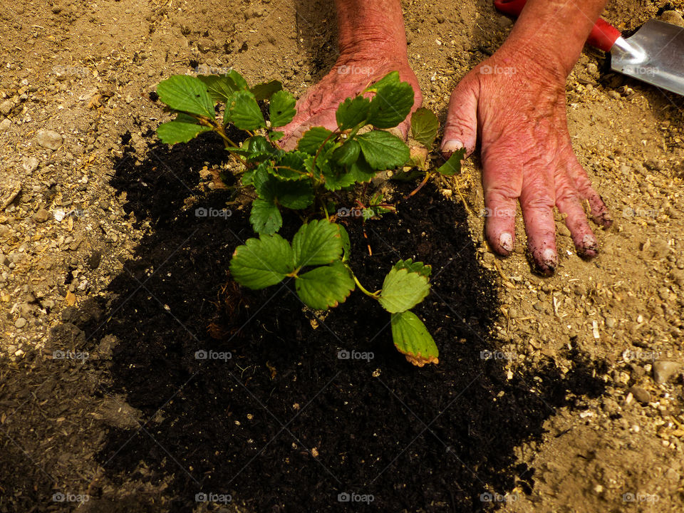 Pushing the dirt around the roots of the strawberry plant