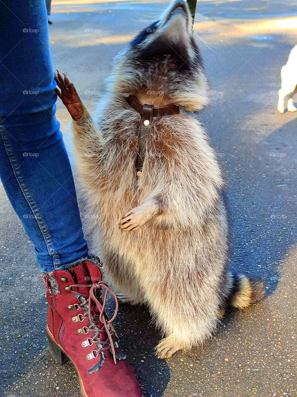 The raccoon stands and looks up.  Raccoon holding a woman's leg