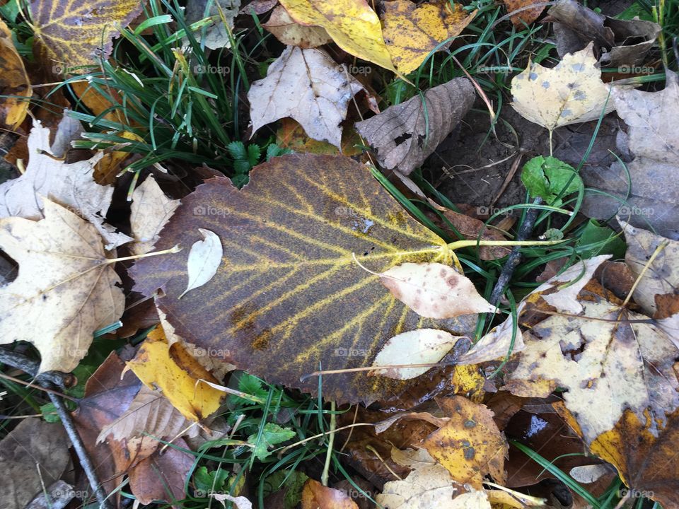 Leaf collage