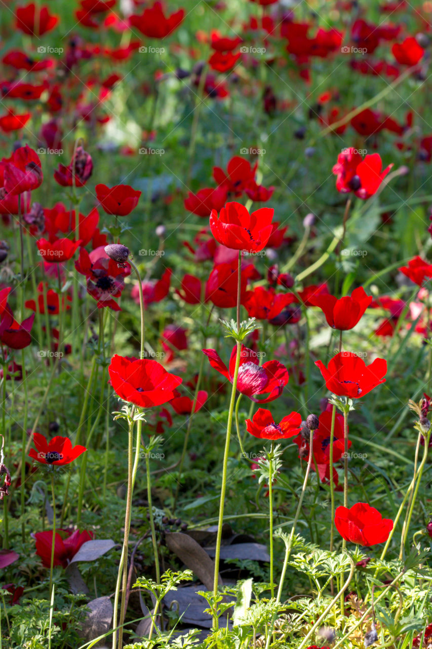 Poppies forest 