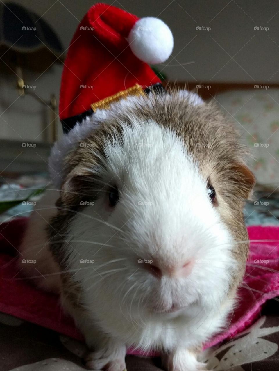 Guinea pig wearing christmas hat