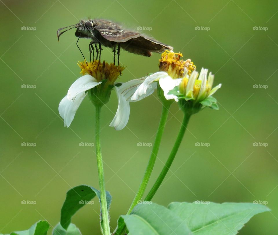 Butterfly close-up