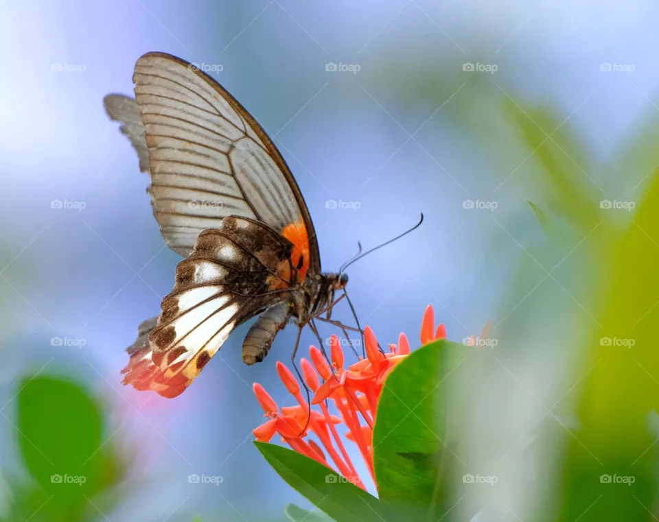 butterfly