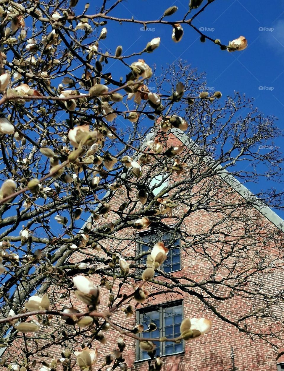 Magnolia tree in front of old house