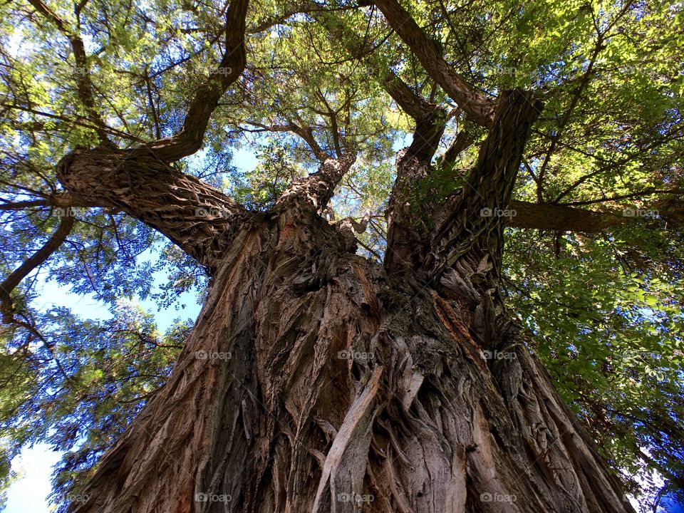 Huge Tree