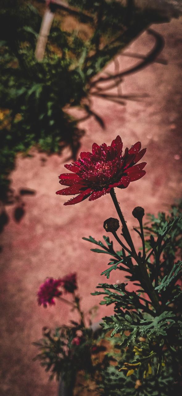 Beautiful flower