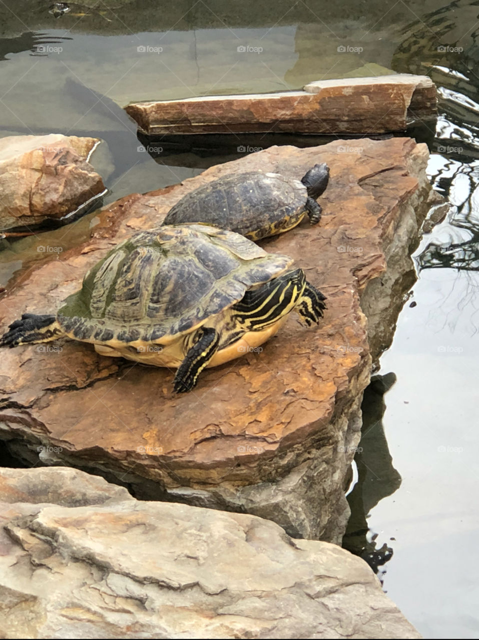 Sunbathing turtles in a rock