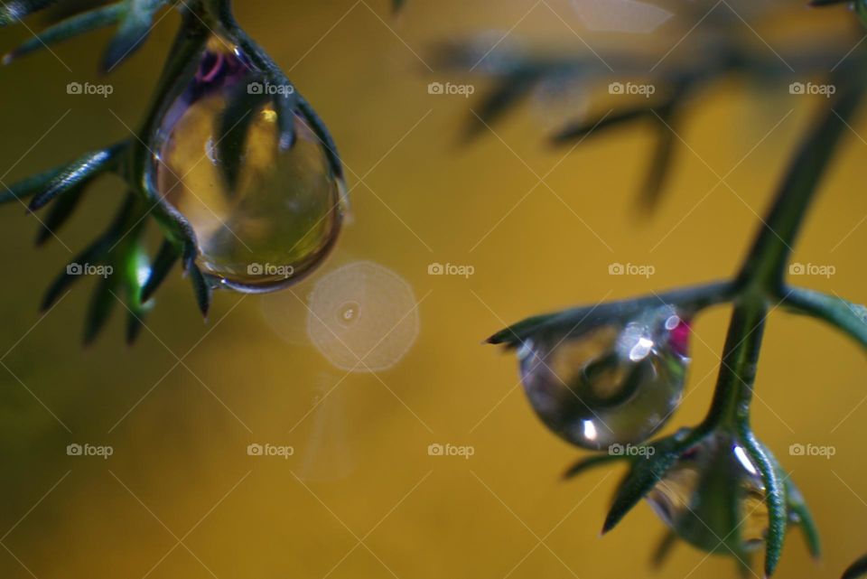 Nature#plant#colors#details#drops#water