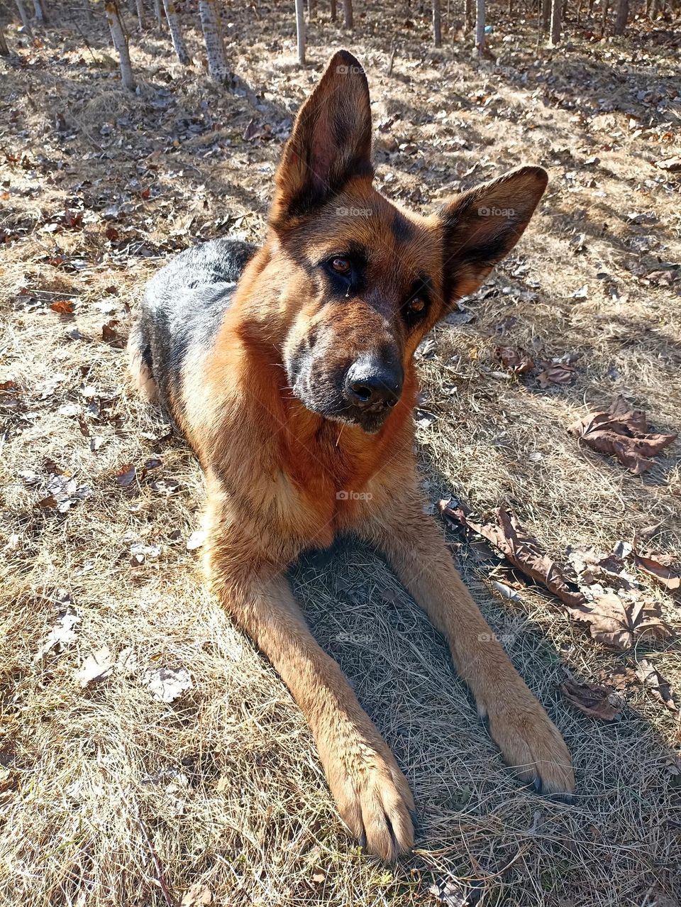 German shepherd dog beautiful portrait outdoor