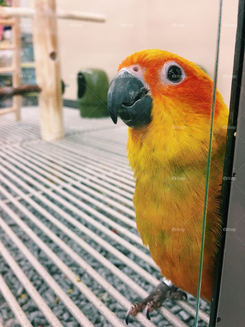 Philippe the parrot 