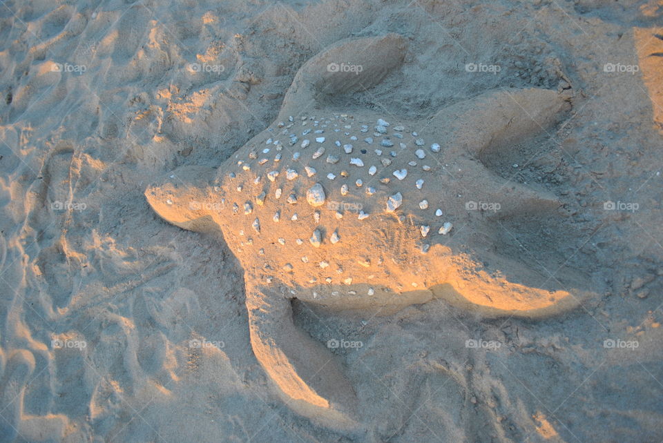 Sand/sea turtle