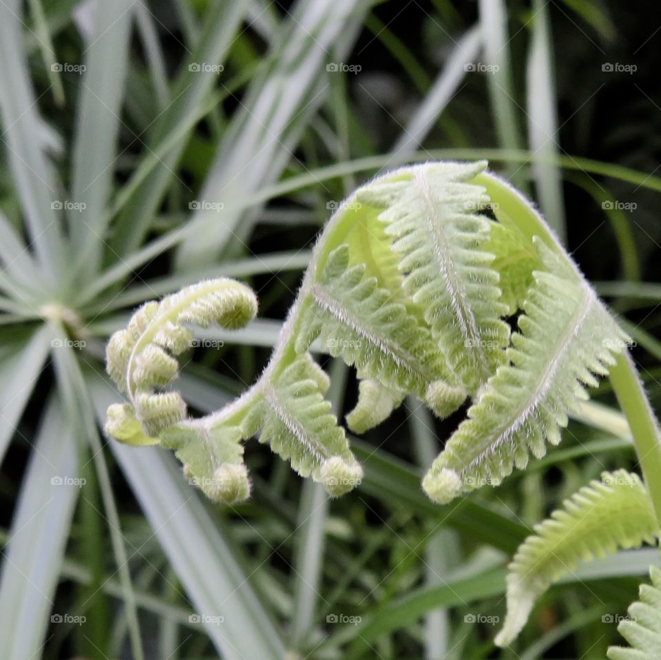 Fern Tropical Plant Papyrus 