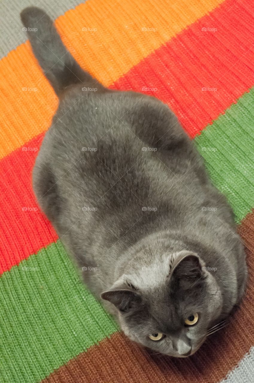 Gray cat lying stretched out and legs tucked.