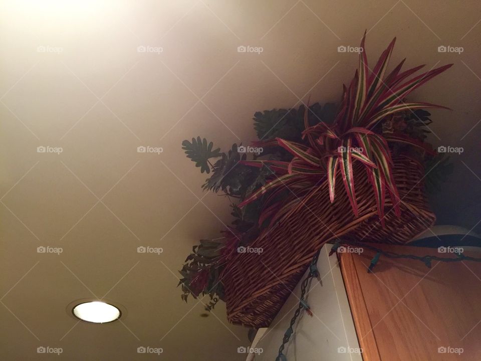 Decorative plant and ceiling light 