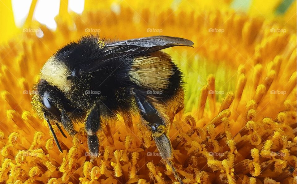 collecting the pollen
