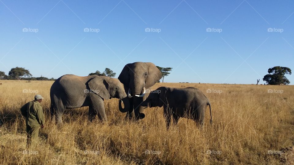 elephant family. This beautiful elephant family is protected on a private game reserve by the ranger and anti poaching guard in the shot