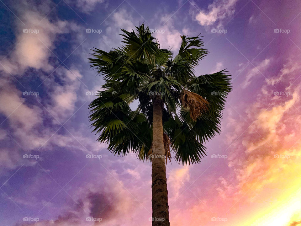 Palm tree under the sky