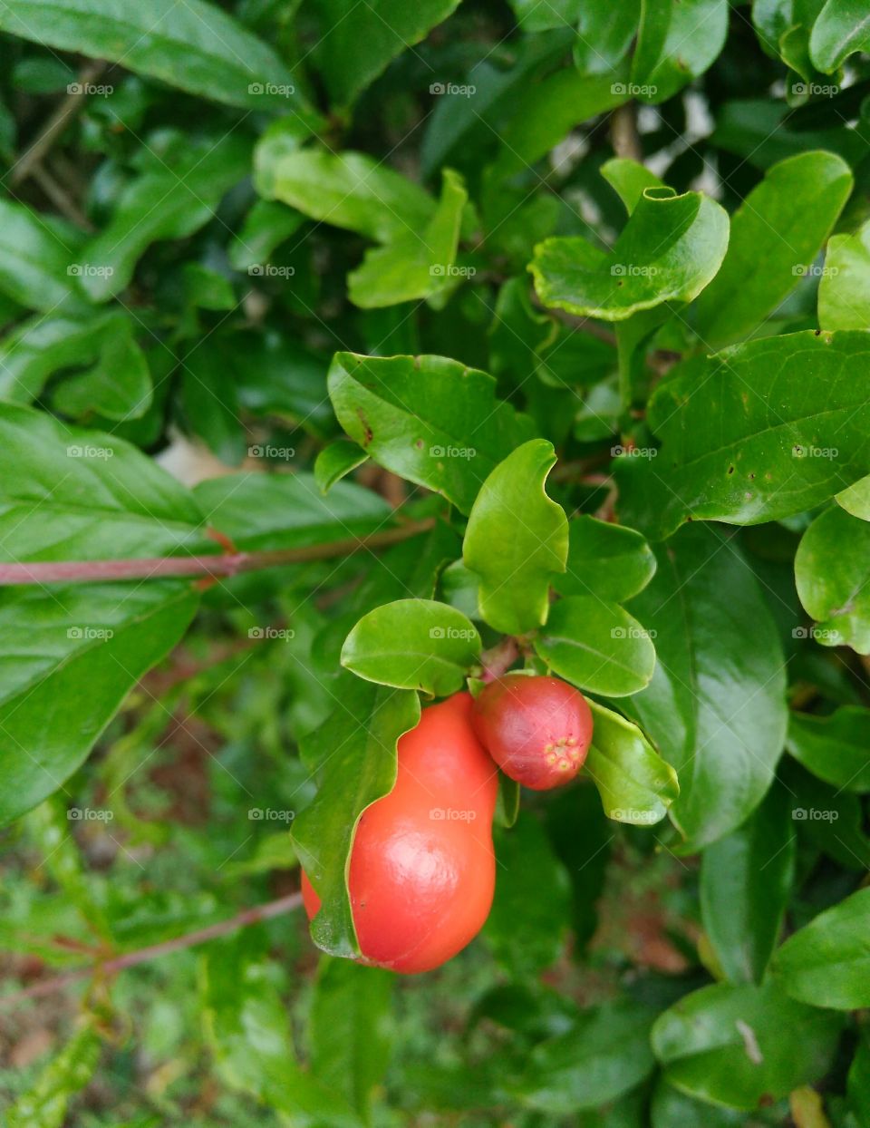 fruit