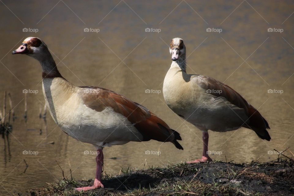 two Egyptian geese in the afternoon light.