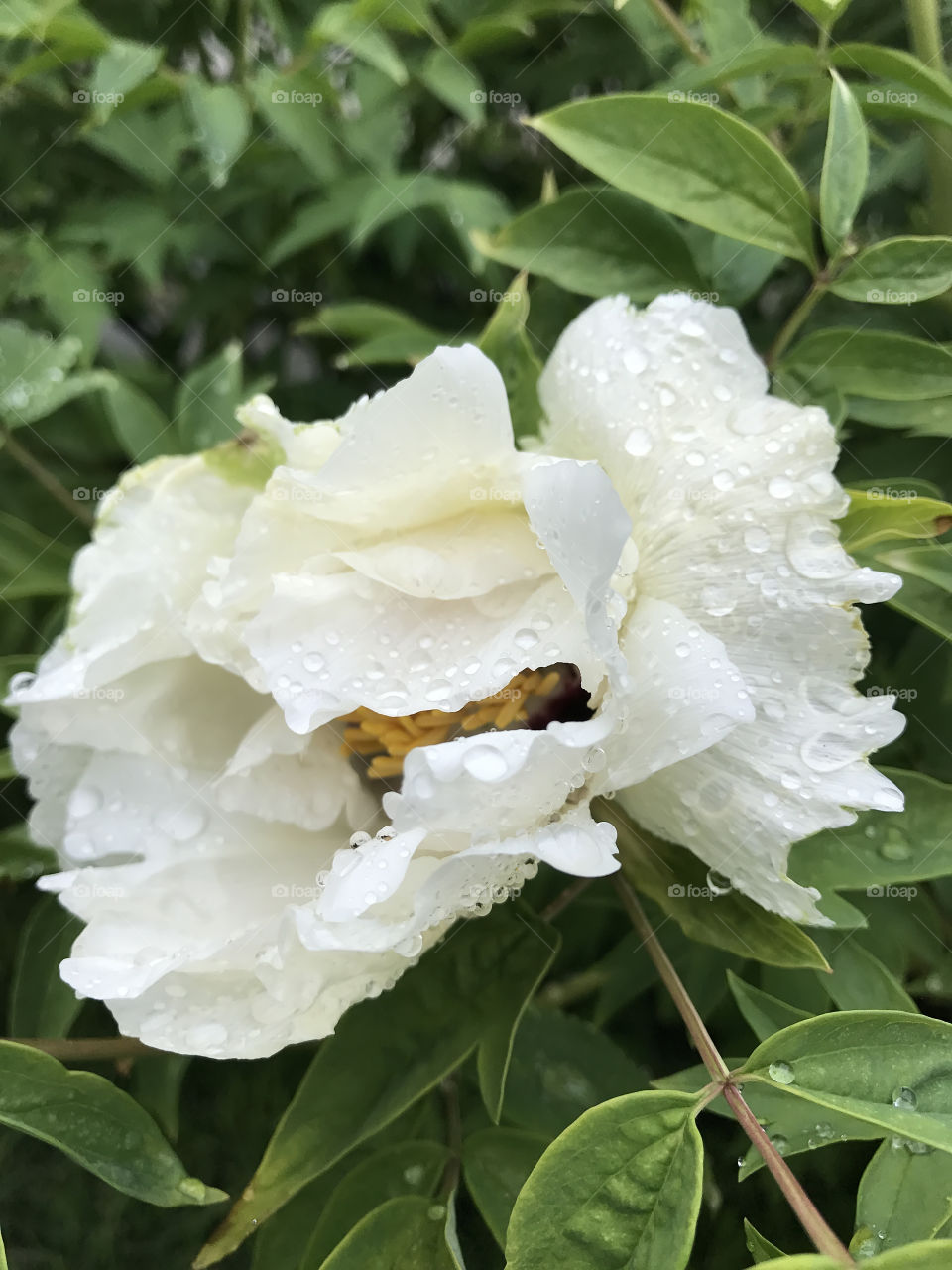 White peony flowers in the garden