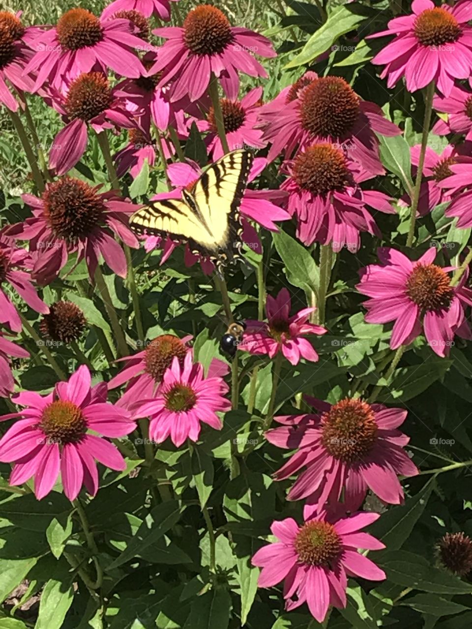 Yellow butterfly retrieving nectar from echinacea flowers. 