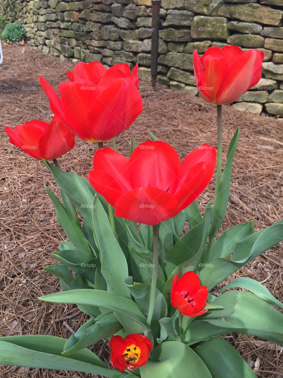 Red tulips