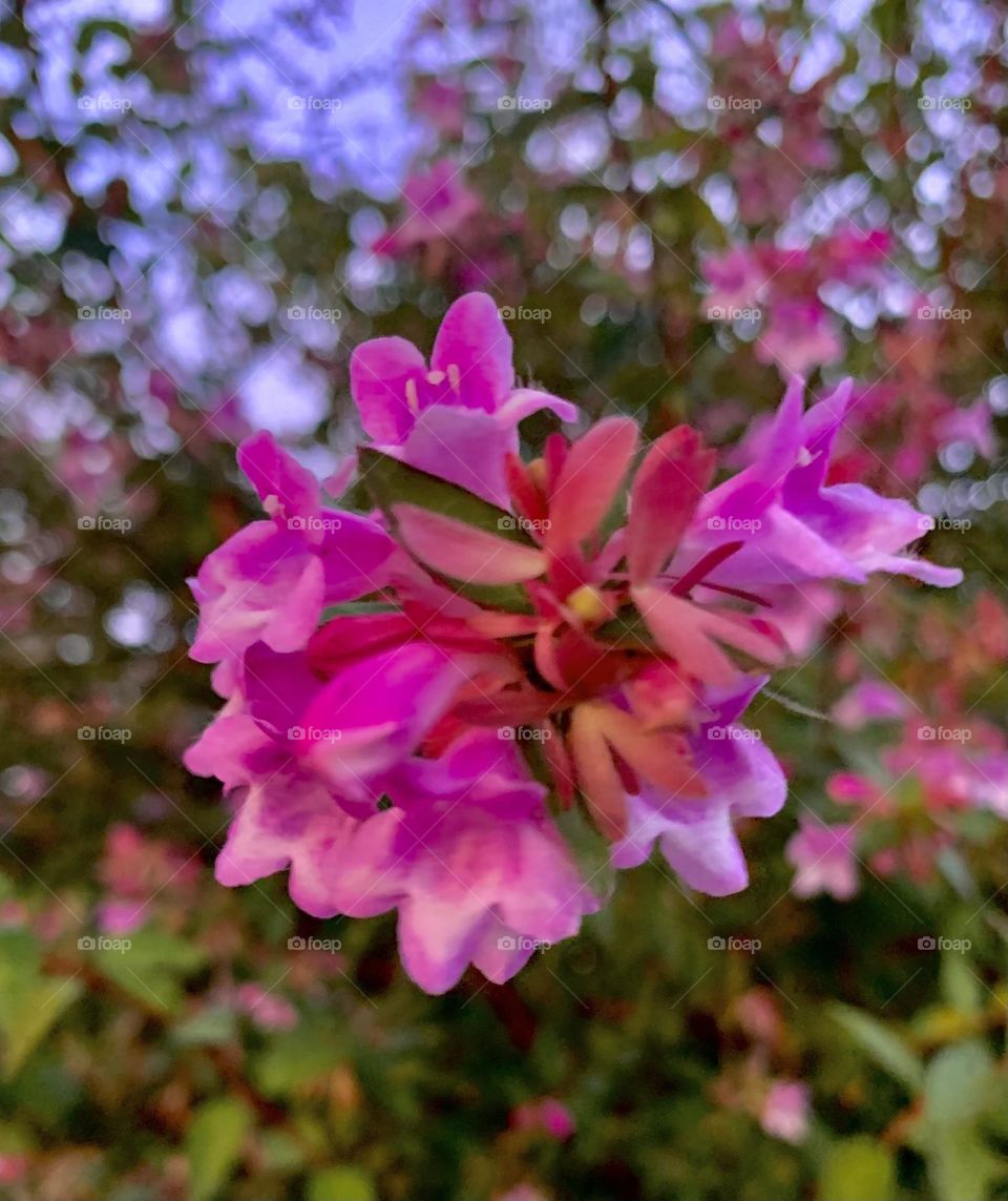 I was just walking around when I saw this beautiful flower, grown naturally.