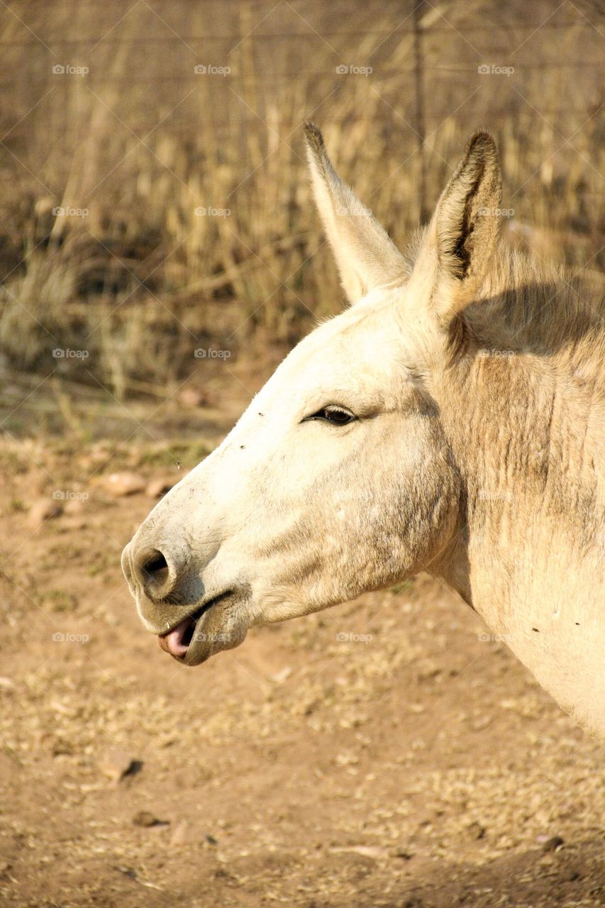 This donkey was playing with his tongue and making the funniest noises before neighing. 