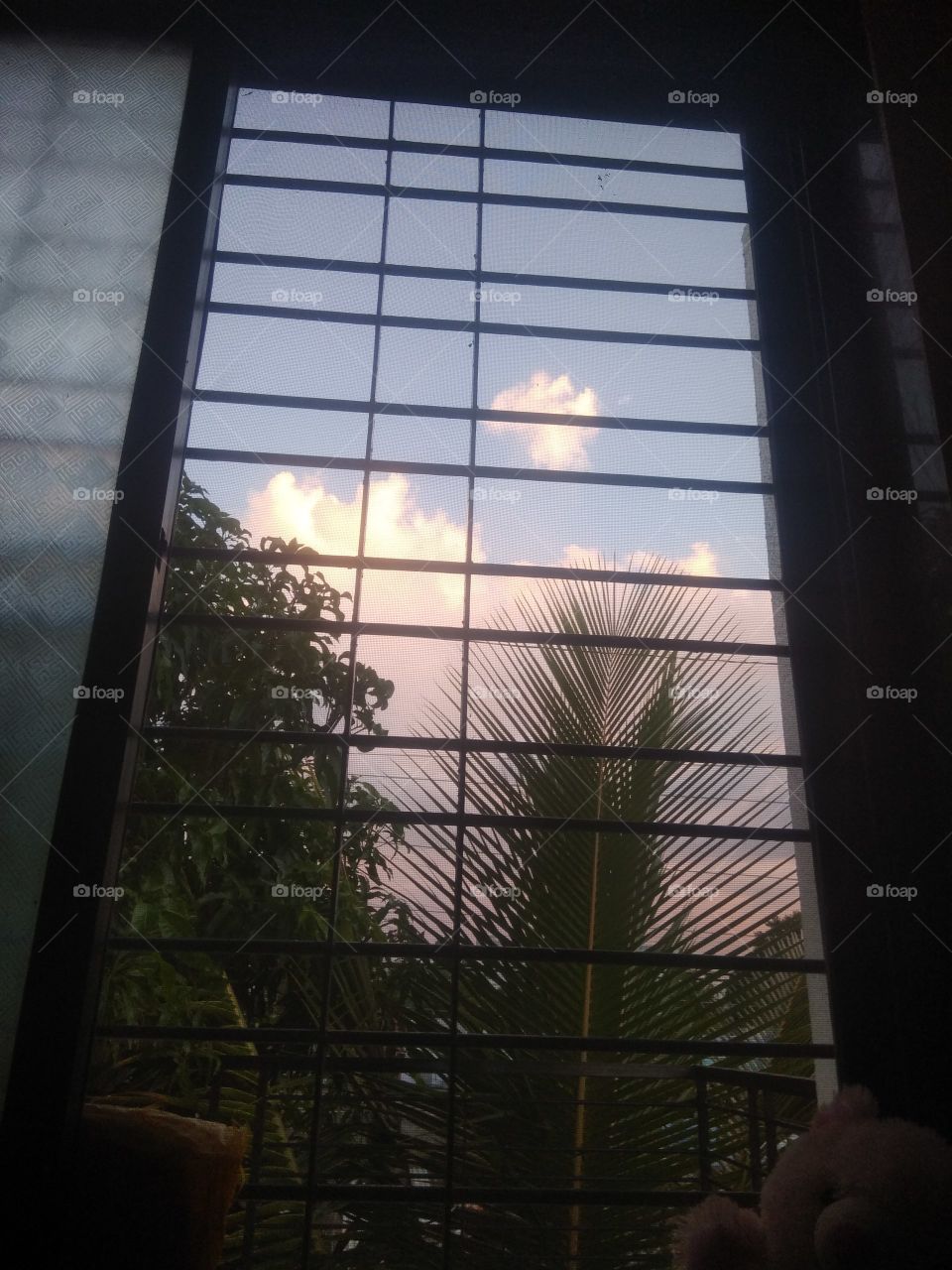 Portrait of plant!! 🌴😍 Window view of coconut tree!!