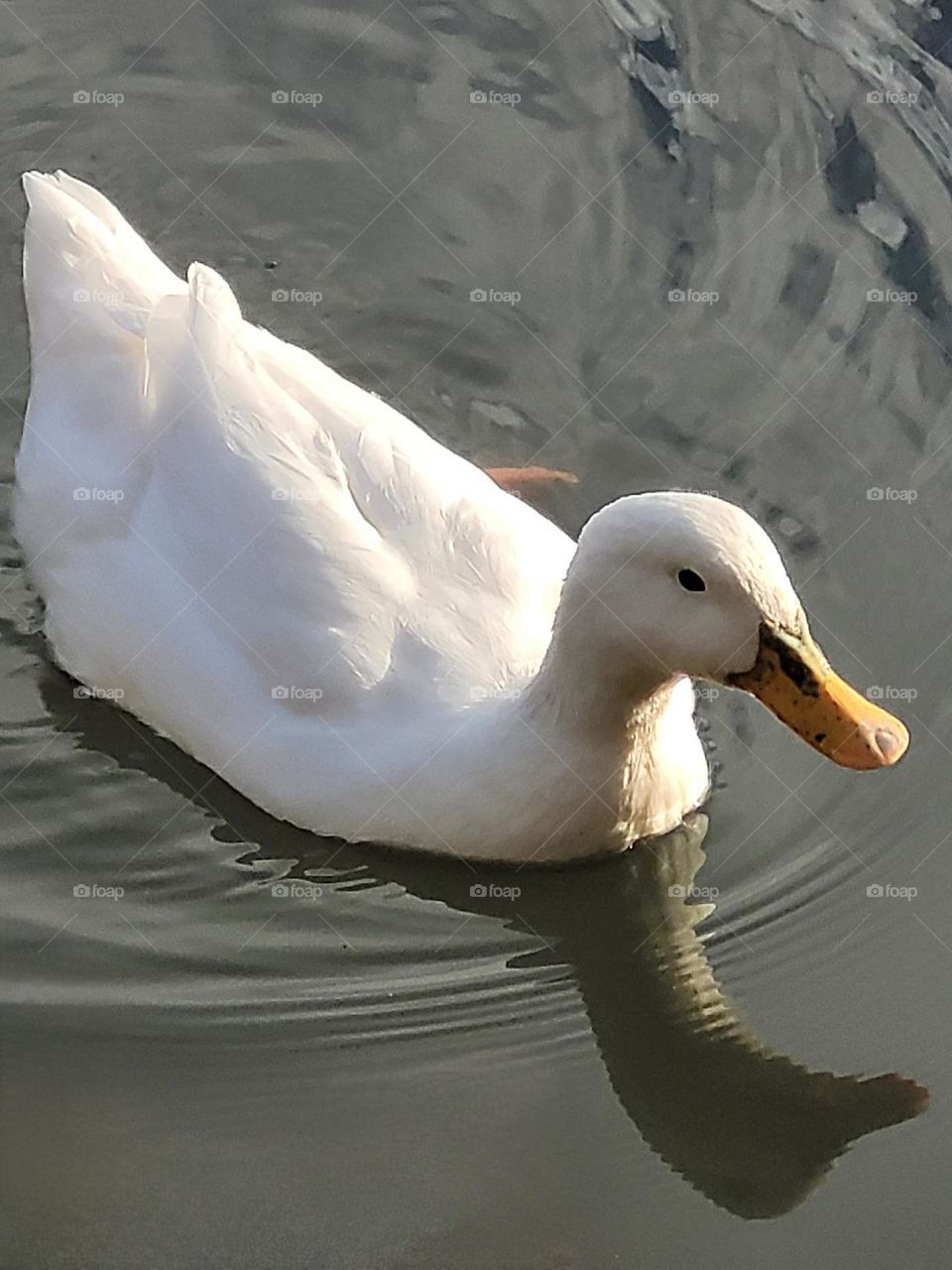bird in the water