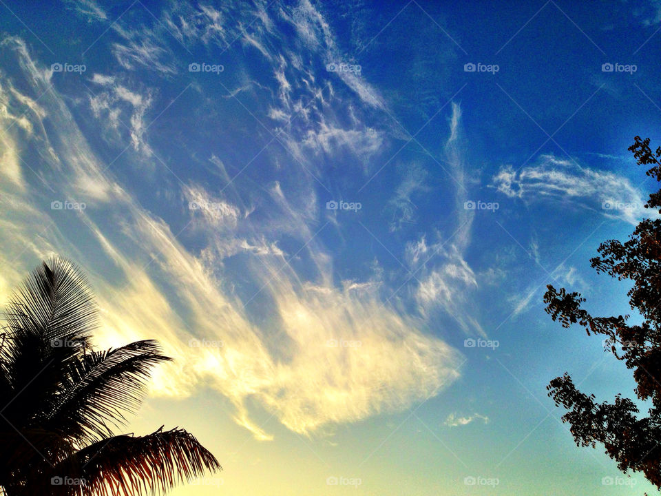 Palm tree and tree at sunrise