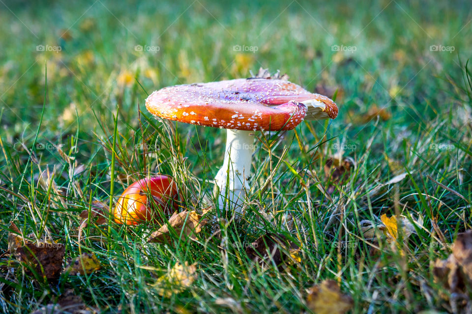 mushroom in the morning